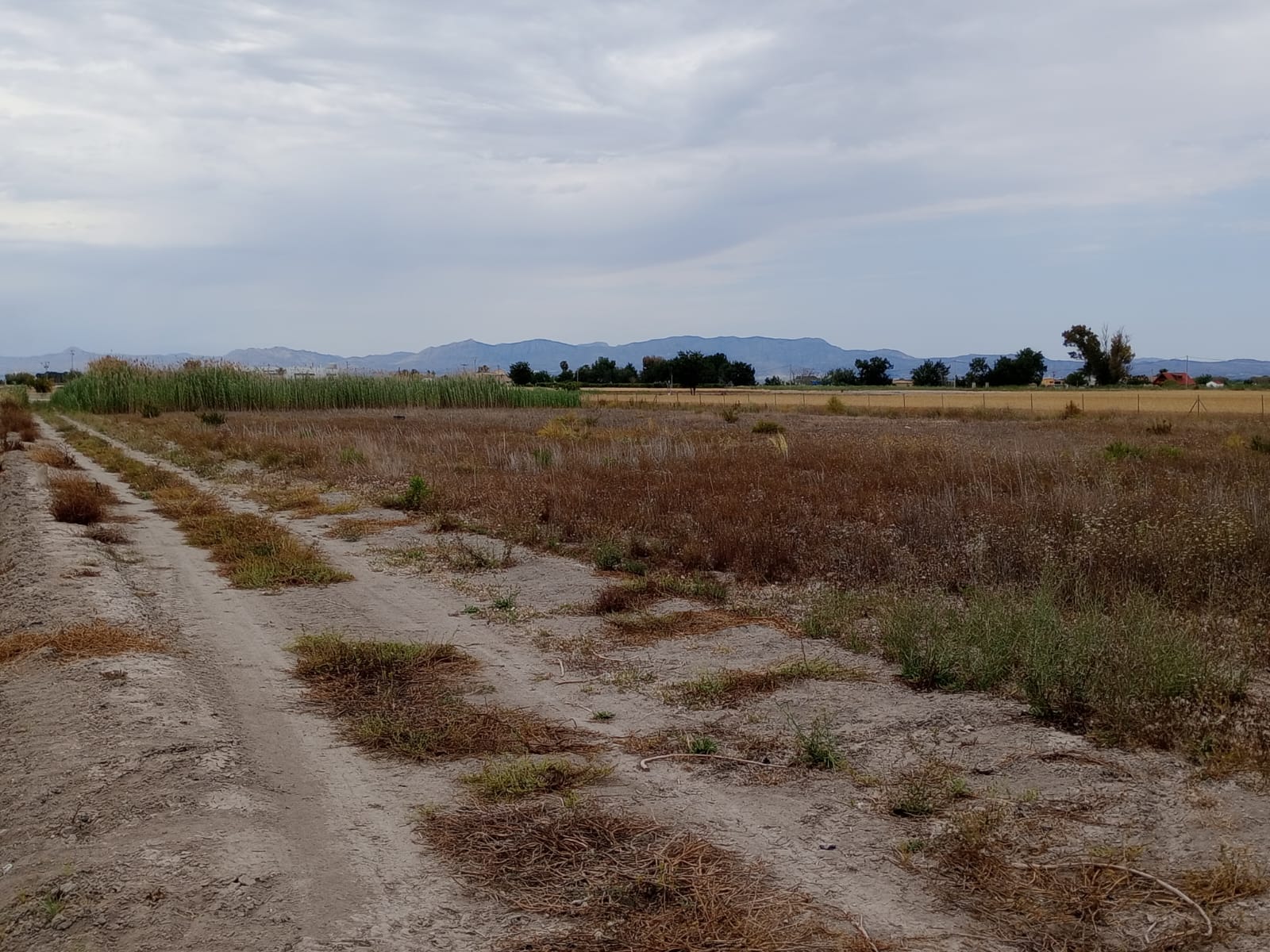 For sale - Plot in San Fulgencio -  - Alicante