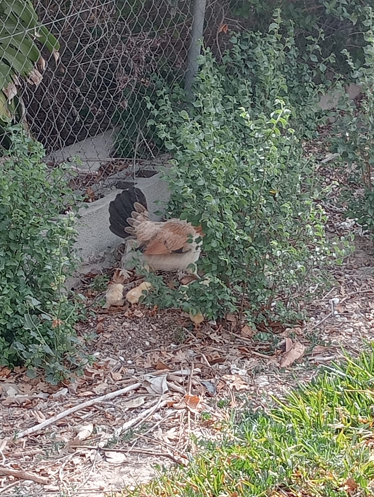 For sale - 4 Bedroom 3 Bathroom  in Daya nueva -  - Alicante