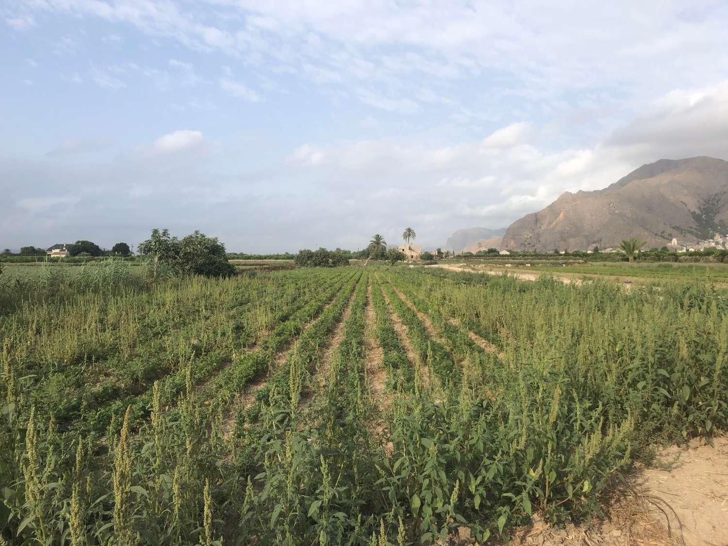 For sale -  in Callosa de Segura -  - Alicante